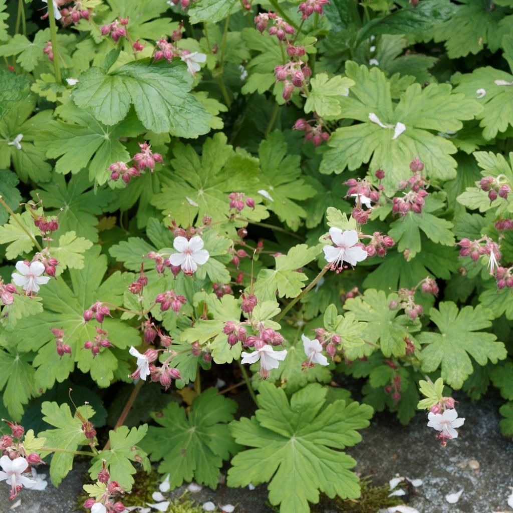 Géranium vivace cantabrigiense Biokovo
