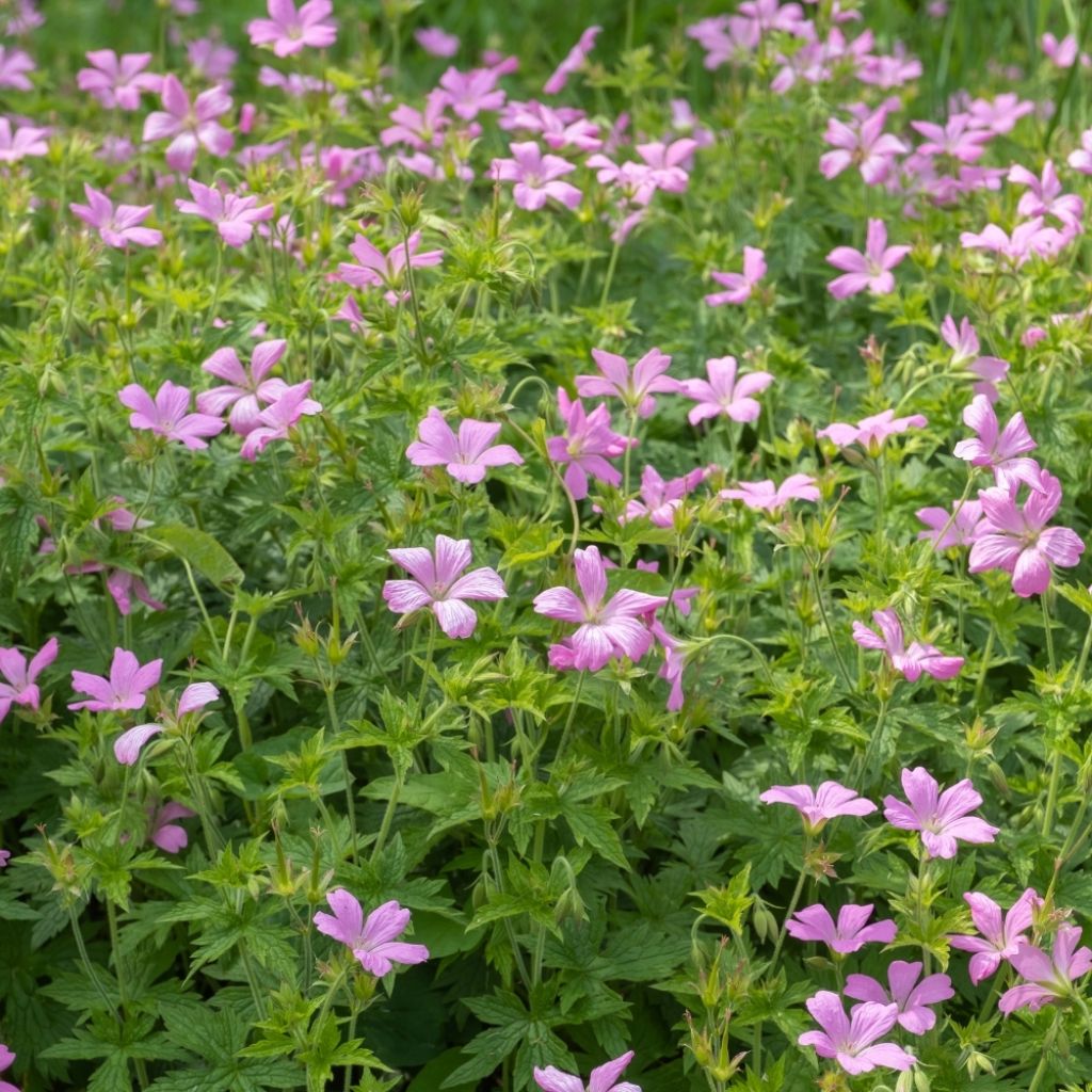 Géranium vivace endressii