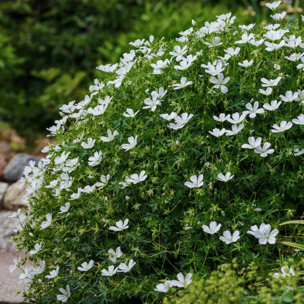 Geranium vivace sanguineum Album