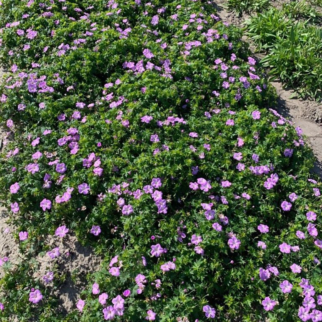 Géranium vivace sanguineum Frivolius Lilac