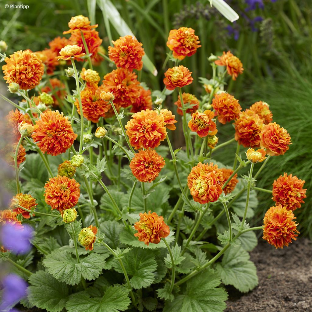 Geum Orange Pumpkin - Benoîte