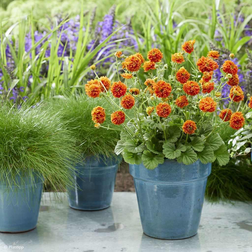Geum Orange Pumpkin - Benoîte