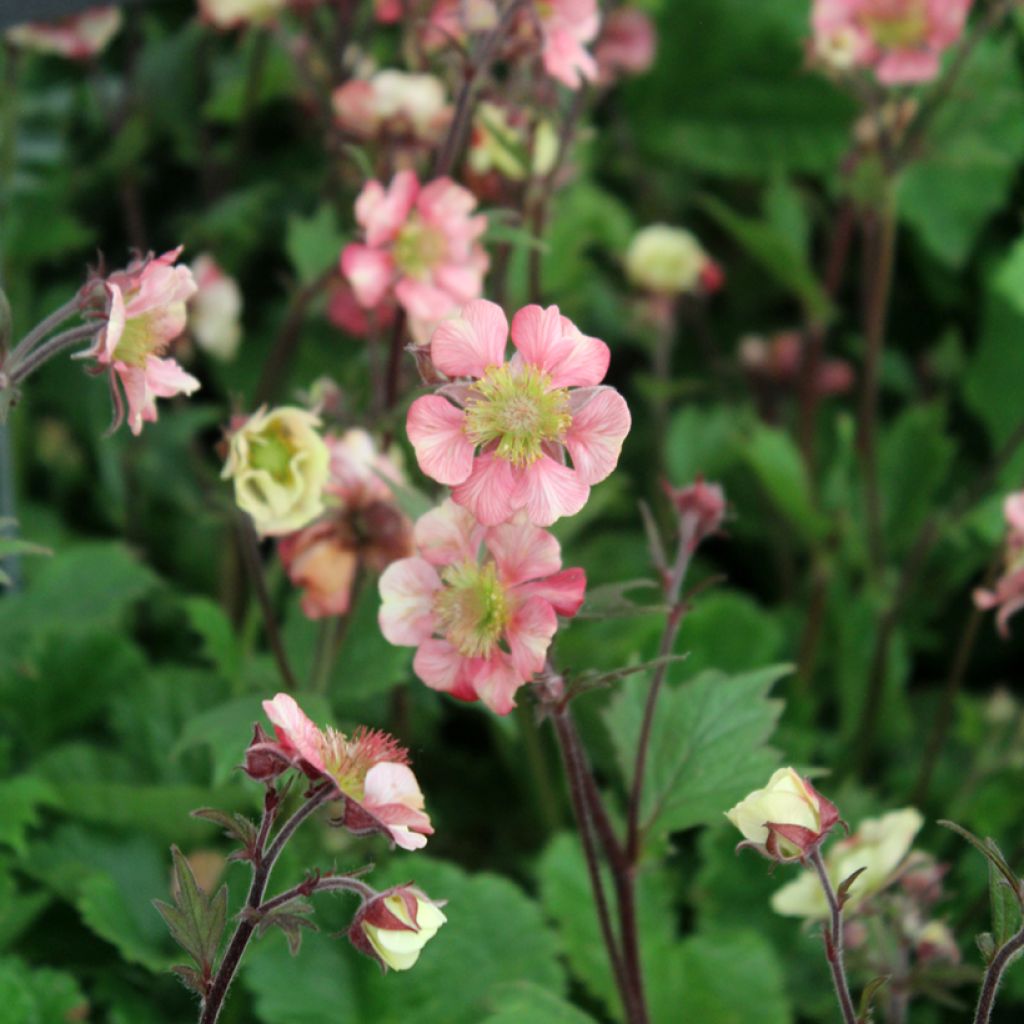 Geum Tempo Rose - Benoîte