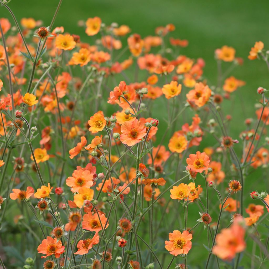 Geum Totally Tangerine - Benoîte orange vif