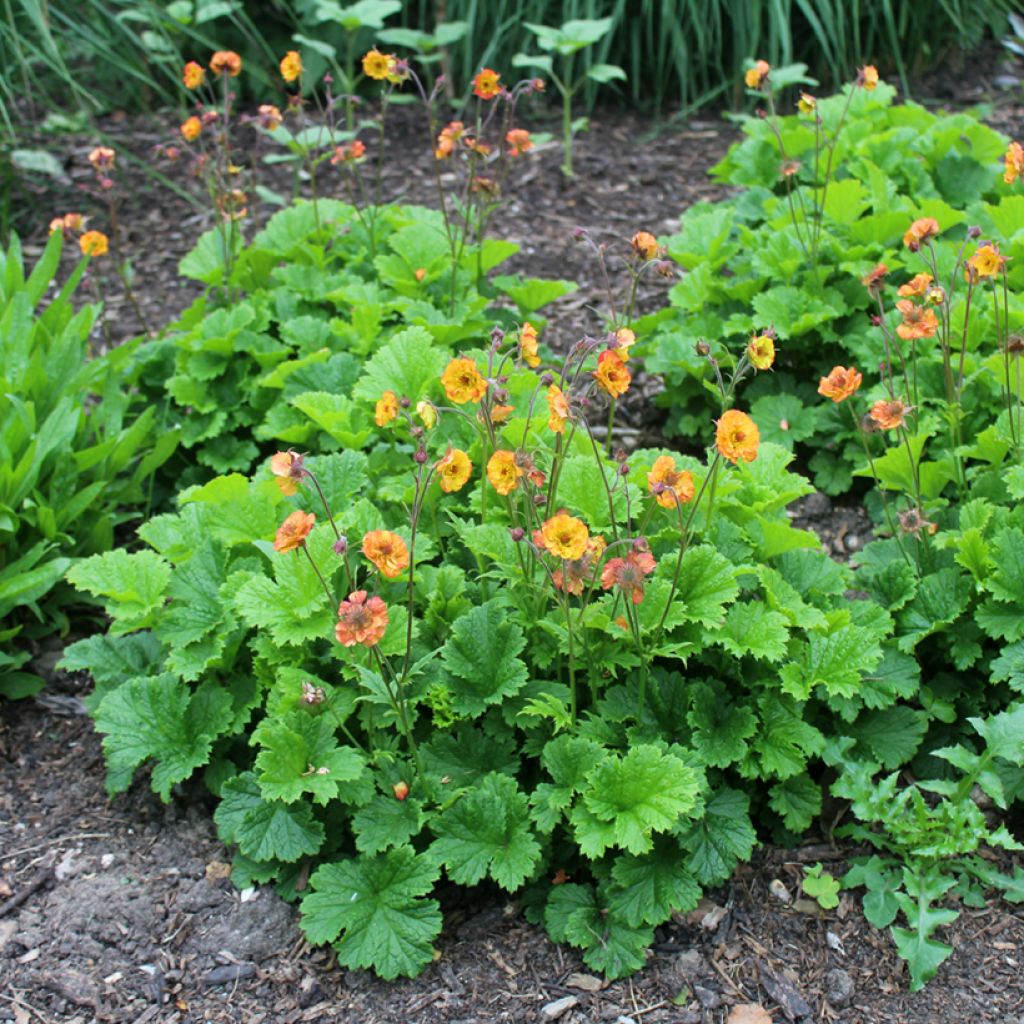 Geum Totally Tangerine - Benoîte orange vif