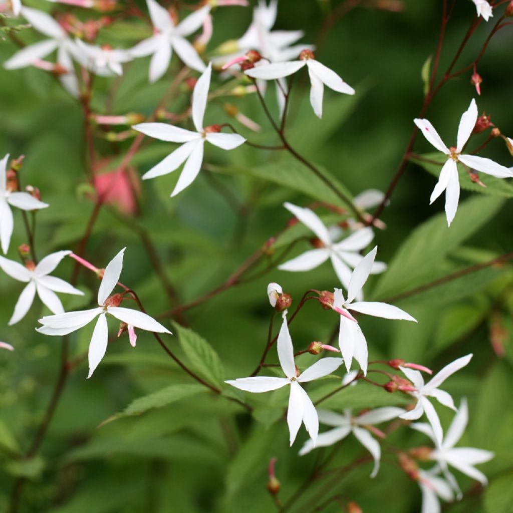 Gillenia trifoliata - Spirée à 3 feuilles