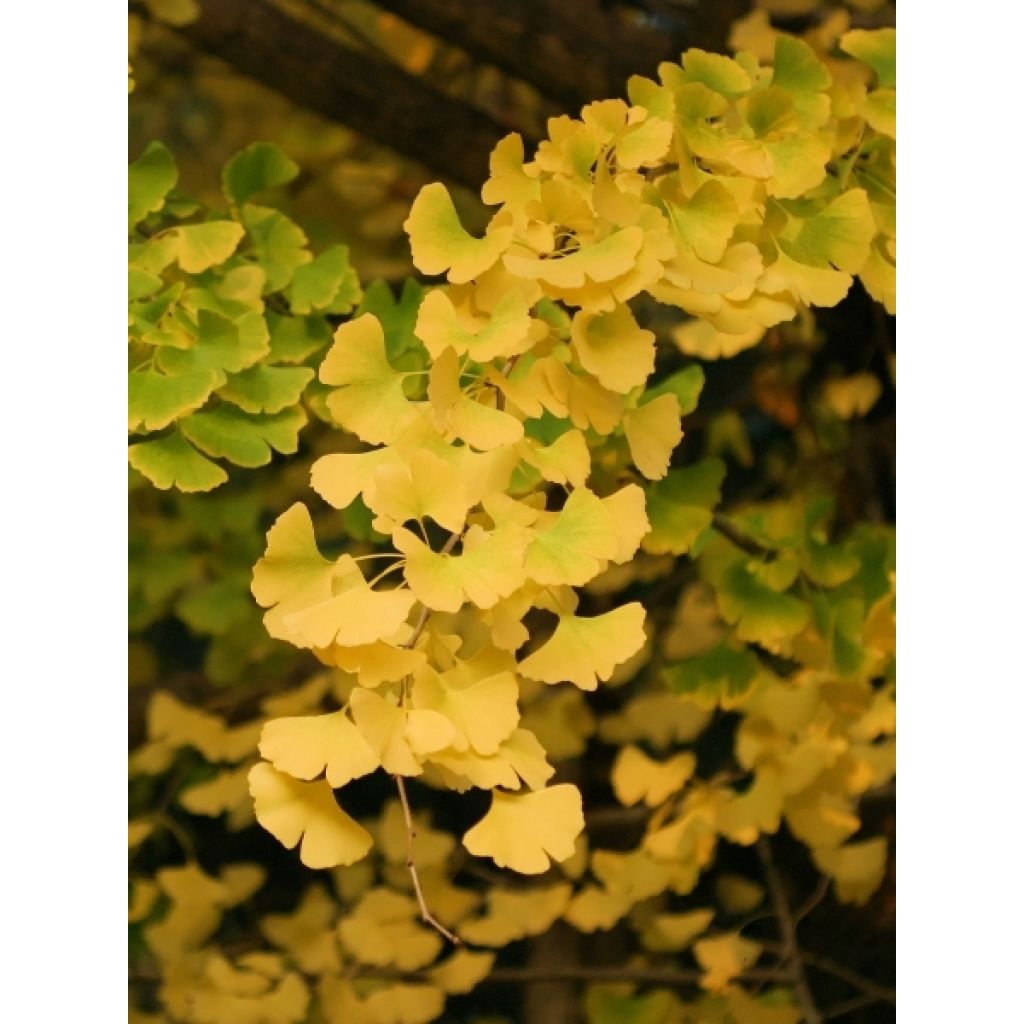 Ginkgo Biloba fastigiata Gold Flame - Arbre aux quarante écus