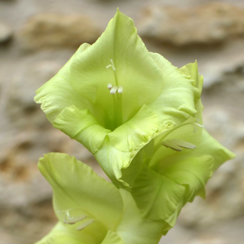 Glaïeul ou Gladiolus Green Star