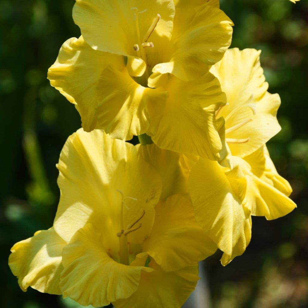 Glaïeul ou Gladiolus Morning Gold
