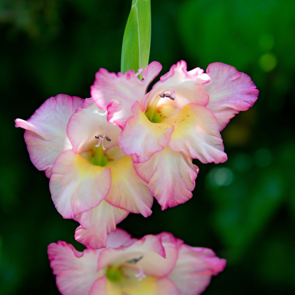 Glaïeul ou Gladiolus Priscilla
