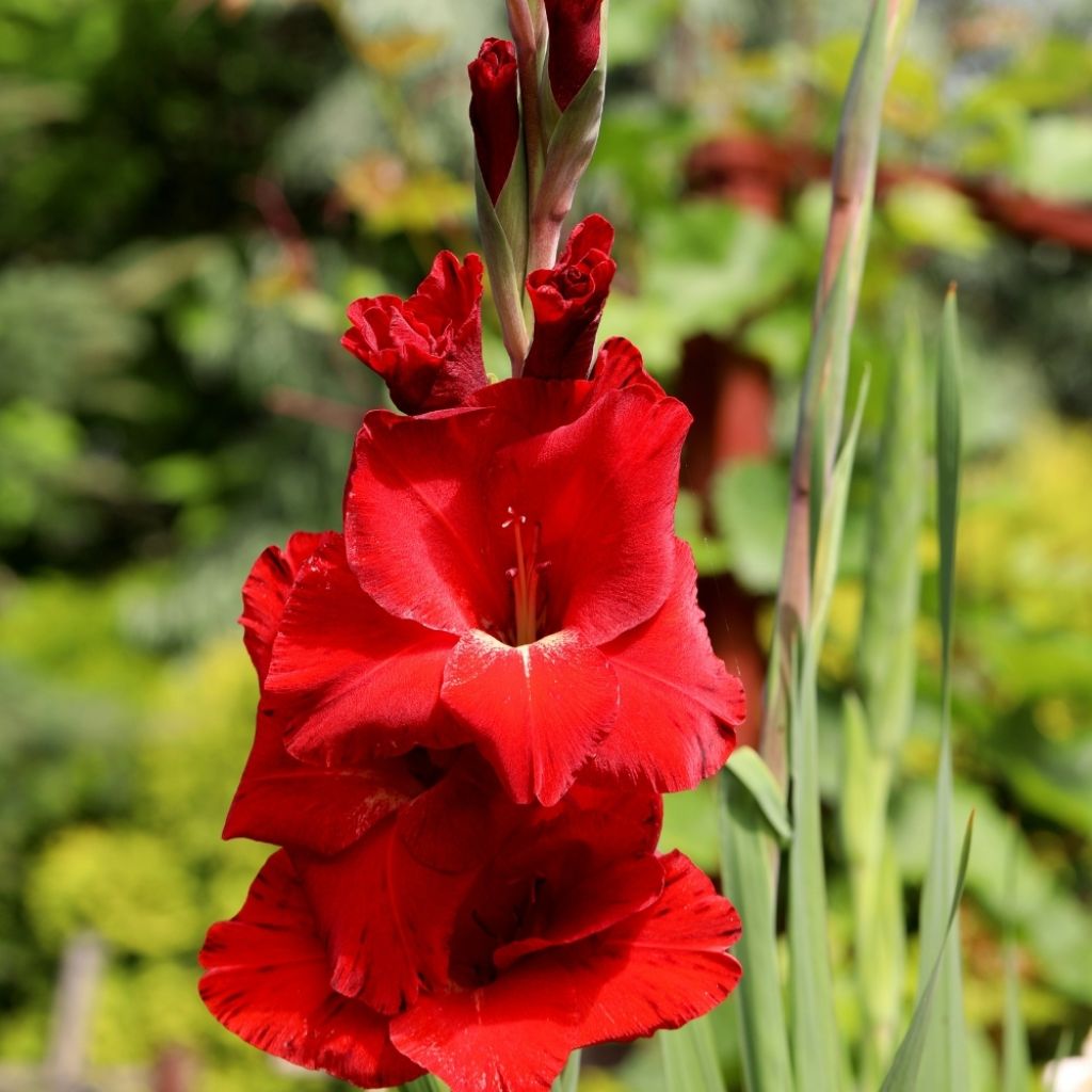 Glaïeul ou Gladiolus Traderhorn