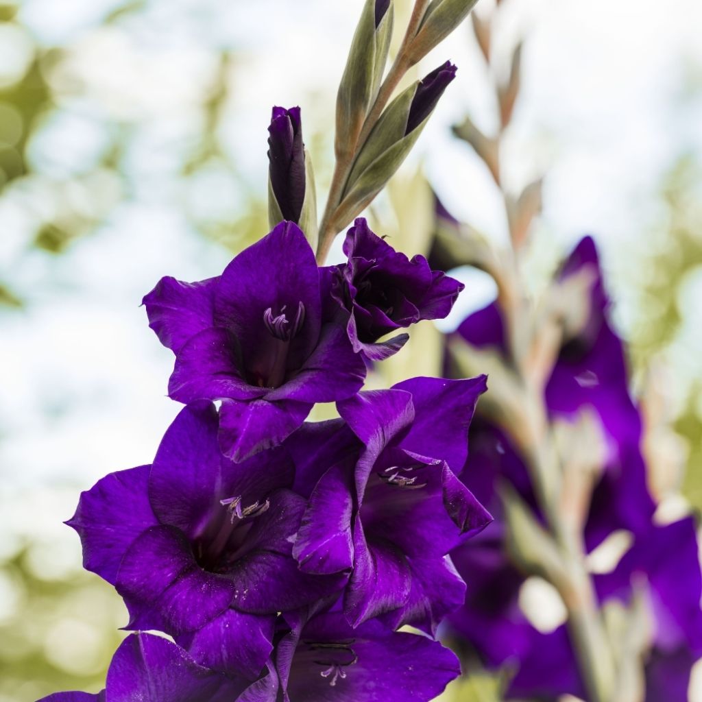 Glaïeul à grandes fleurs Deep Purple