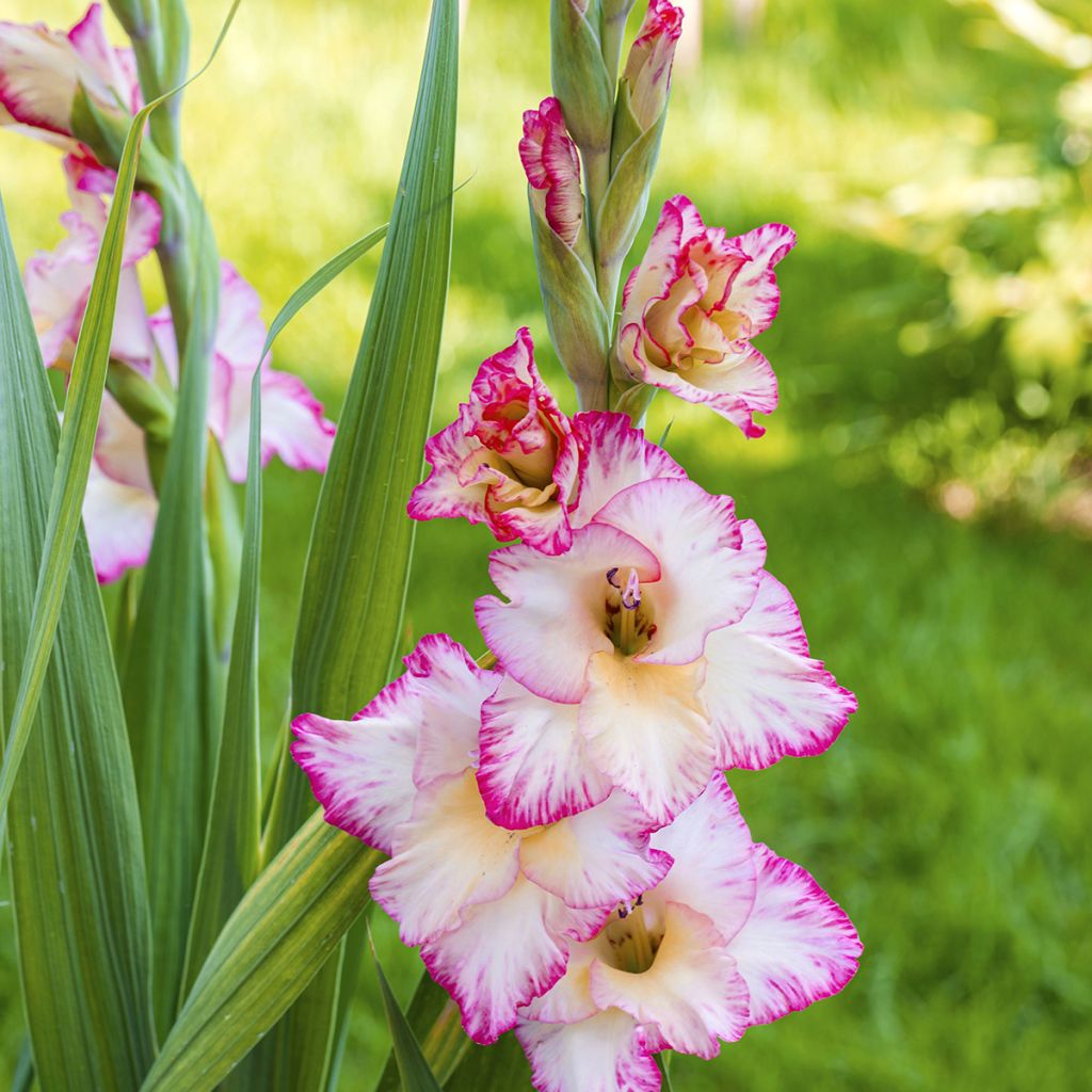 Glaïeul à grandes fleurs Glamini Emmy