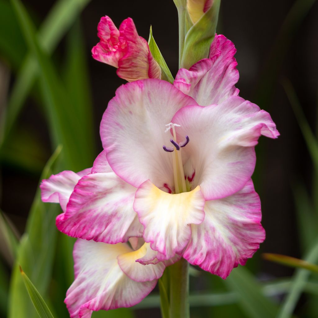 Glaïeul à grandes fleurs Glamini Emmy