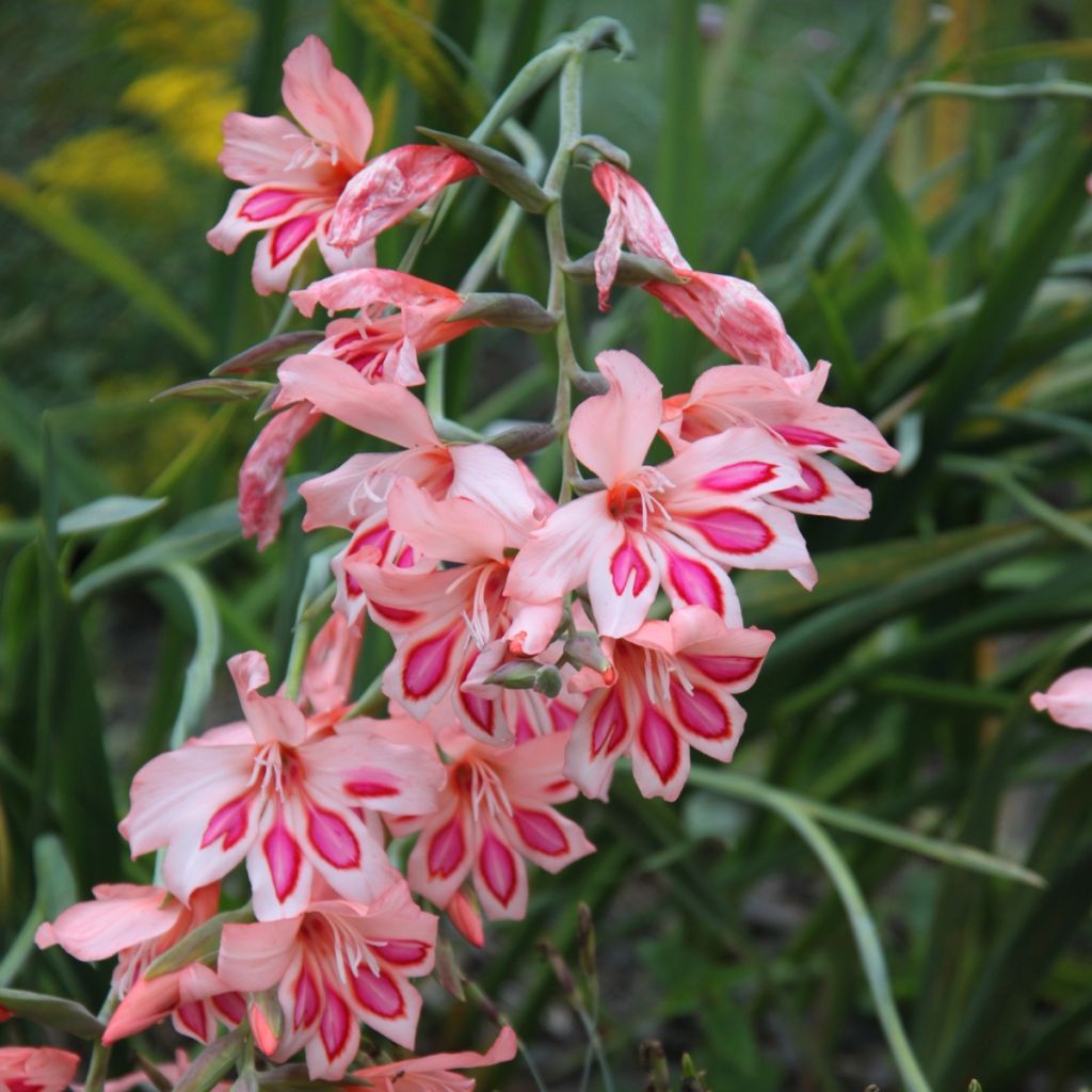 Glaïeul ou Gladiolus nanus Nathalie