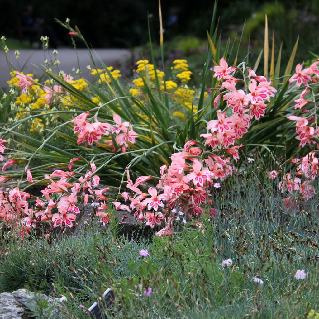 Glaïeul ou Gladiolus nanus Nathalie