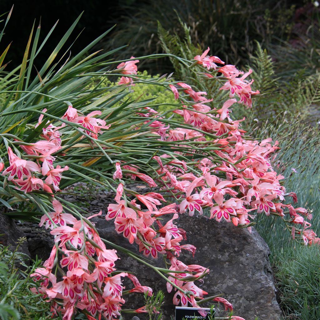 Glaïeul ou Gladiolus nanus Nathalie