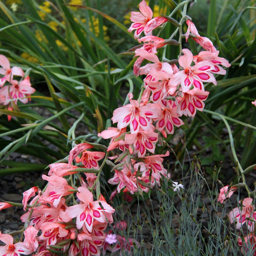 Glaïeul ou Gladiolus nanus Nathalie