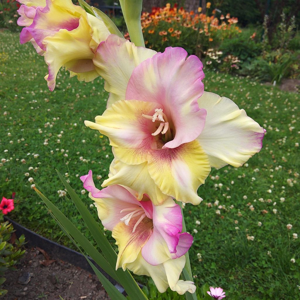 Glaïeul ou Gladiolus Mon Amour