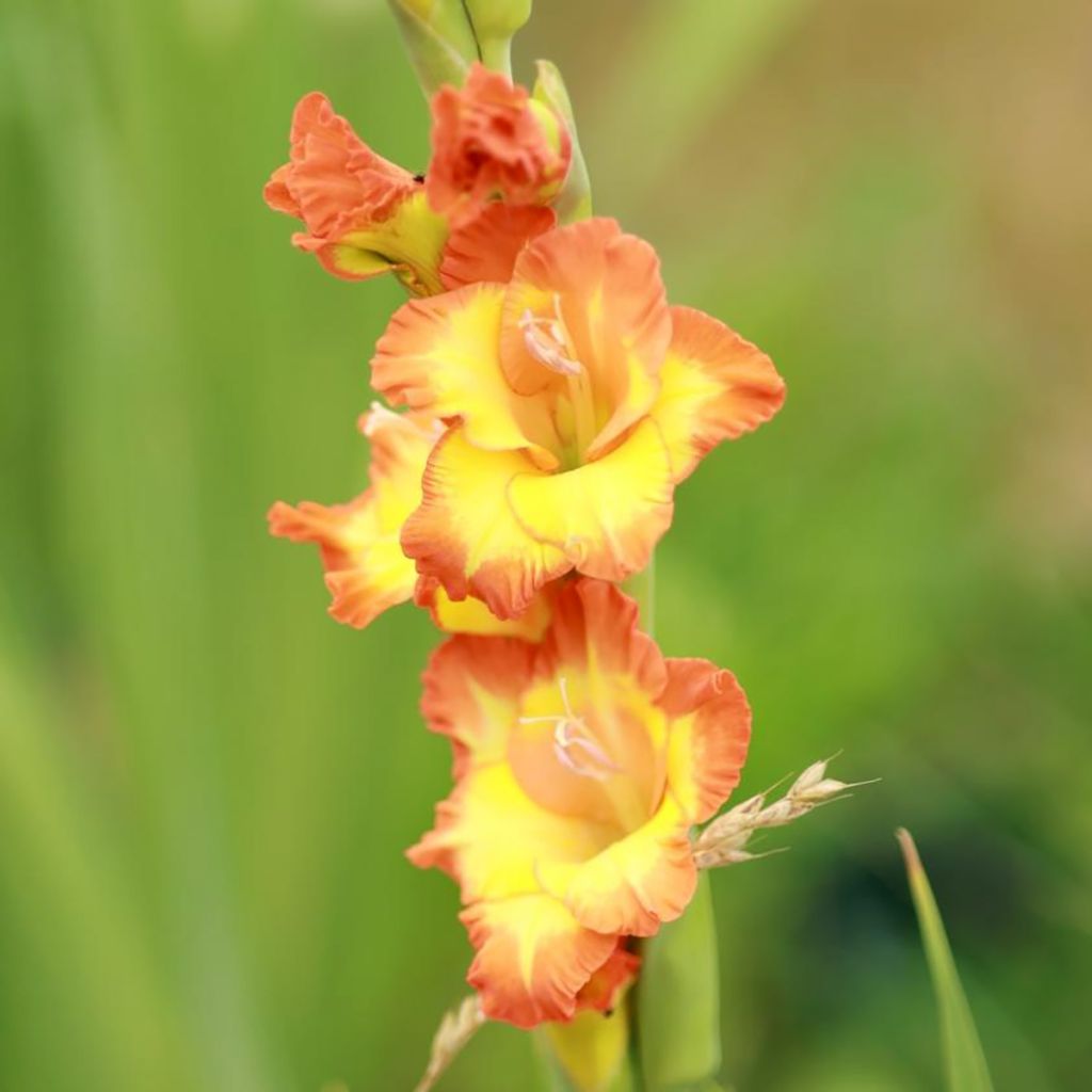 Glaïeul ou Gladiolus Princess Margaret Rose