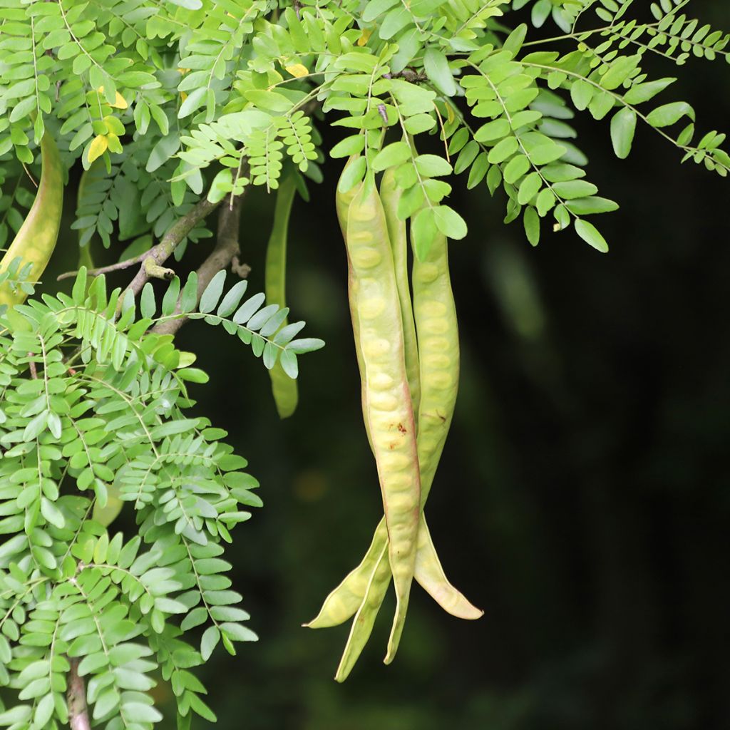 Gleditsia triacanthos - Févier d'Amérique
