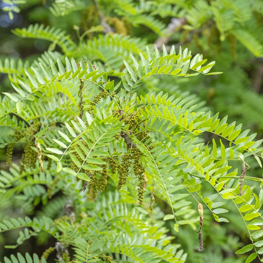 Gleditsia triacanthos Skyline - Févier d'Amérique