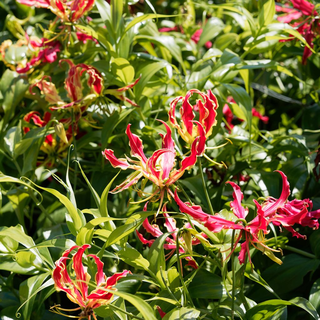 Gloriosa rothschildiana - Lis glorieux   