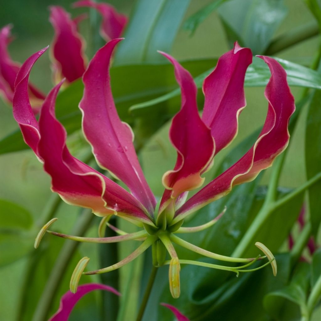 Gloriosa rothschildiana - Lis glorieux   