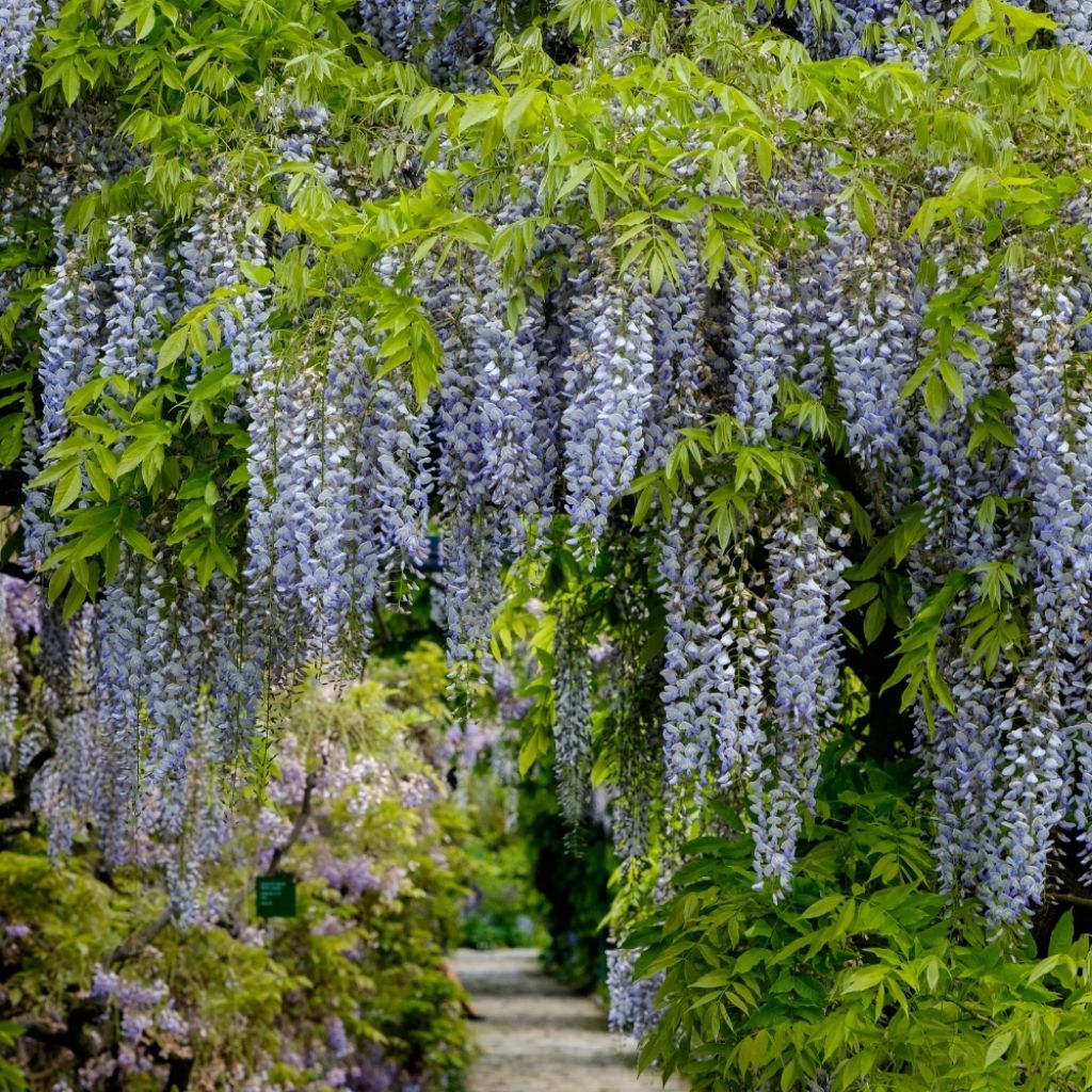 Glycine du Japon - Wisteria floribunda Domino ou Issai