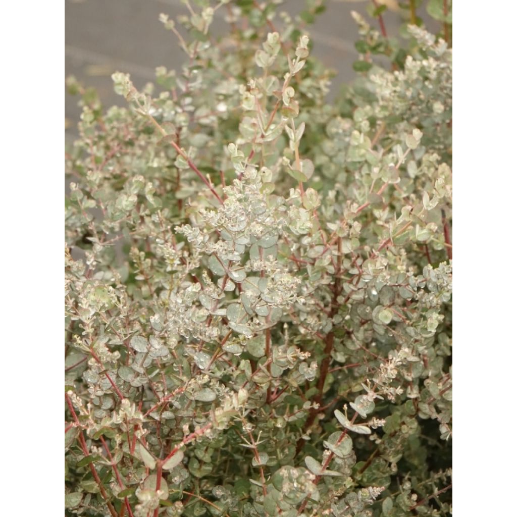 Eucalyptus gunnii Azura - Gommier cidre