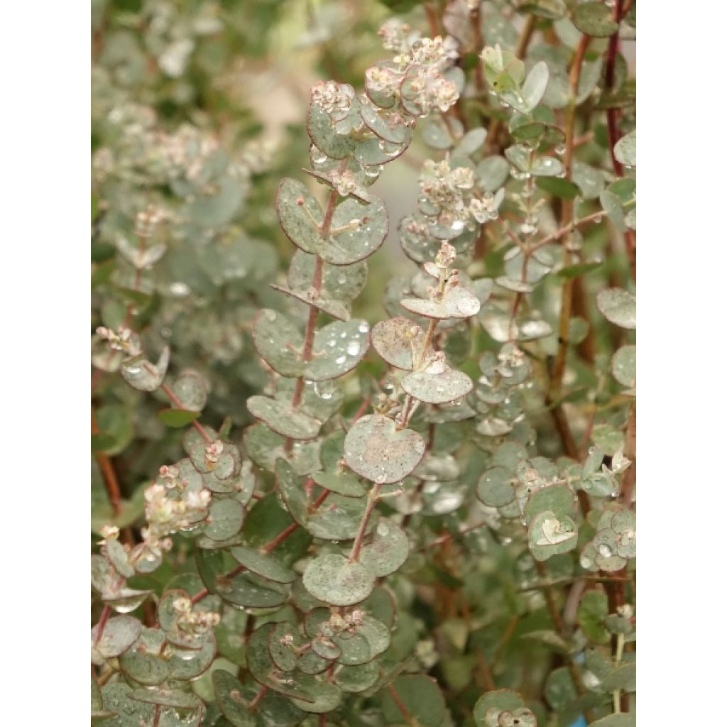 Eucalyptus gunnii Azura - Gommier cidre