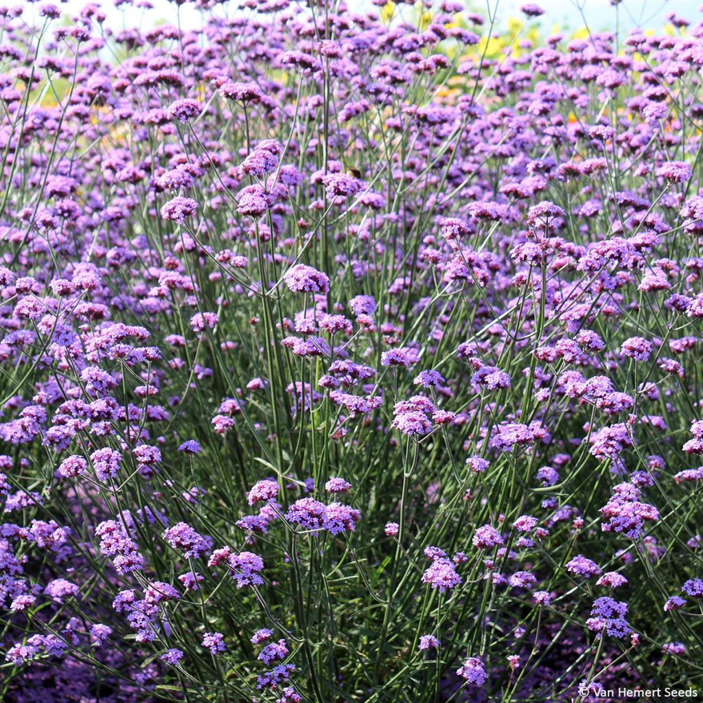 Graines Verveine de Buenos-Aires Vanity - Verbena bonariensis