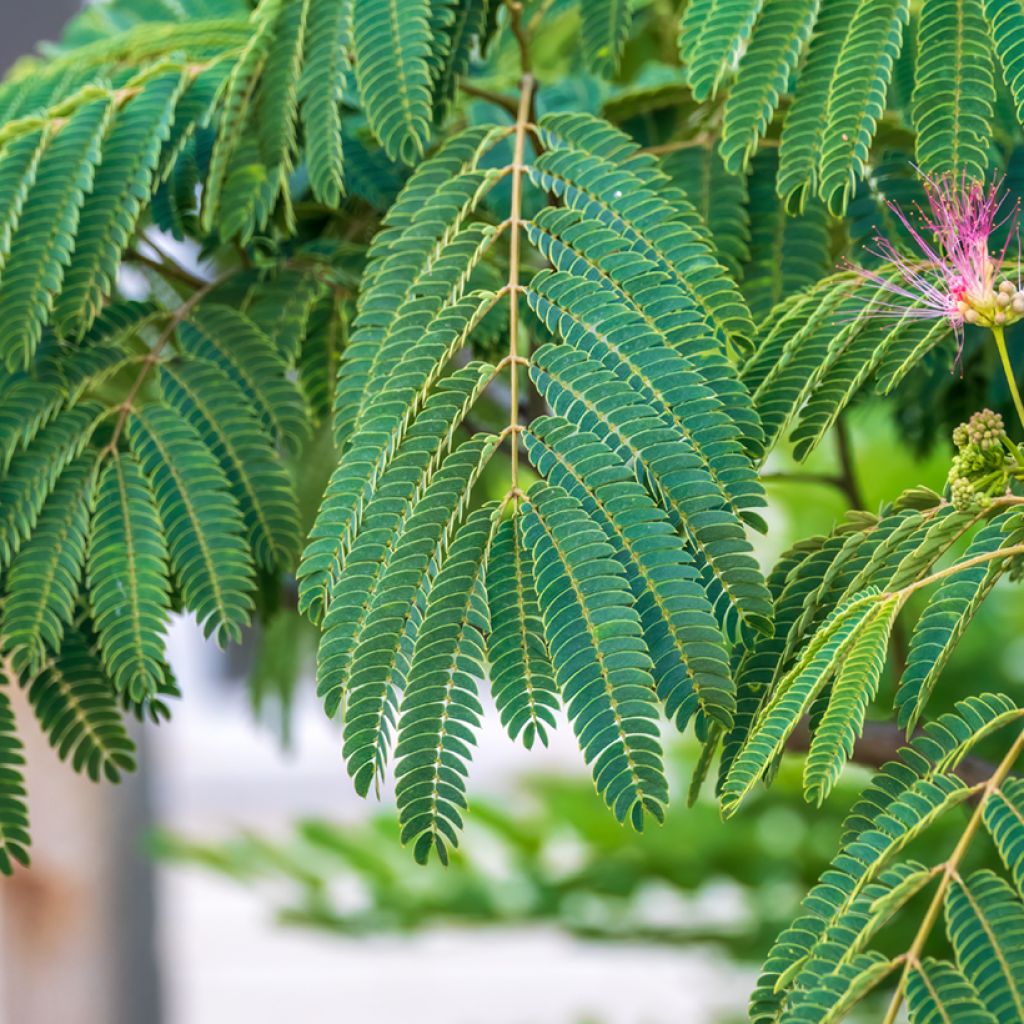 Graines d'Albizia julibrissin - Arbre à soie