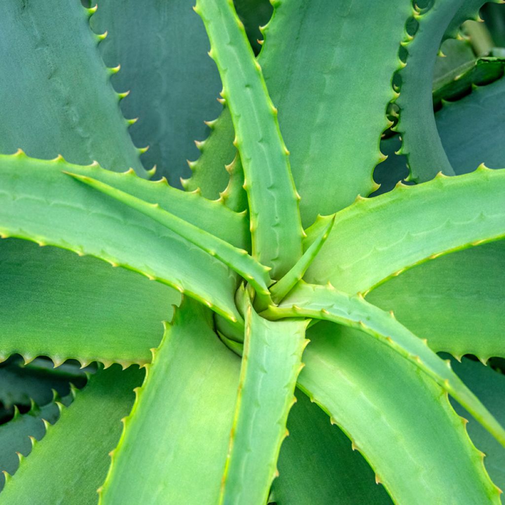 Graines d'Aloe arborescens