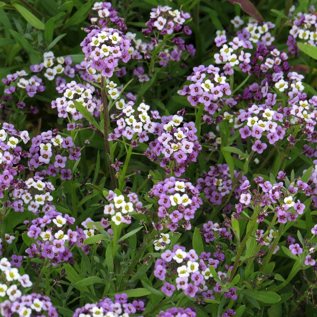 Graines d'Alysse odorant Royal Carpet - Lobularia maritima