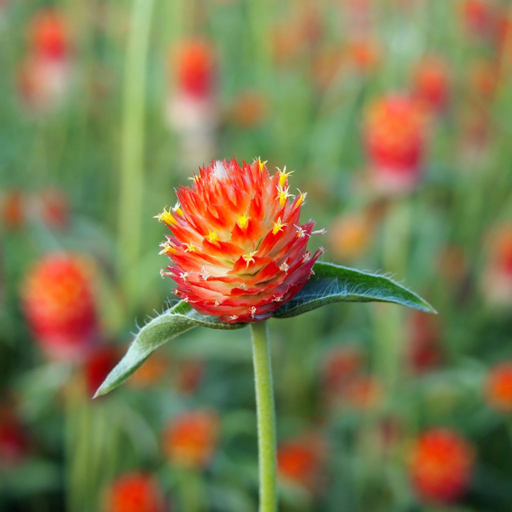 Graines d'Amarantine Strawberry Fields - Gomphrena haageana