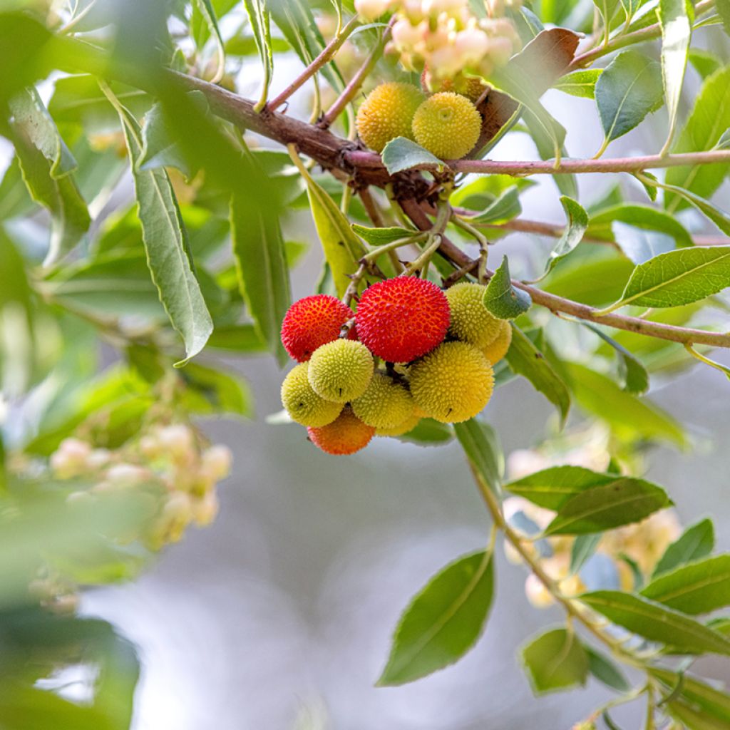 Graines d'Arbousier - Arbutus unedo