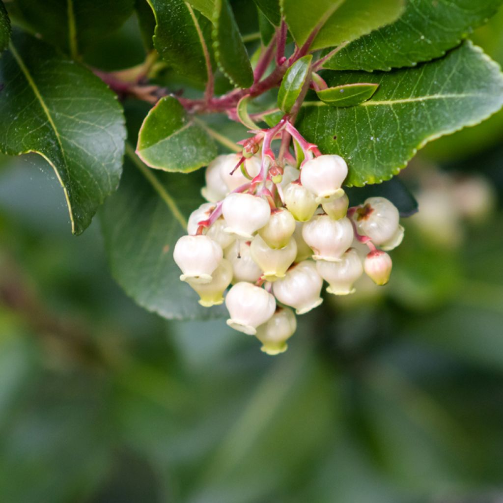 Graines d'Arbousier - Arbutus unedo