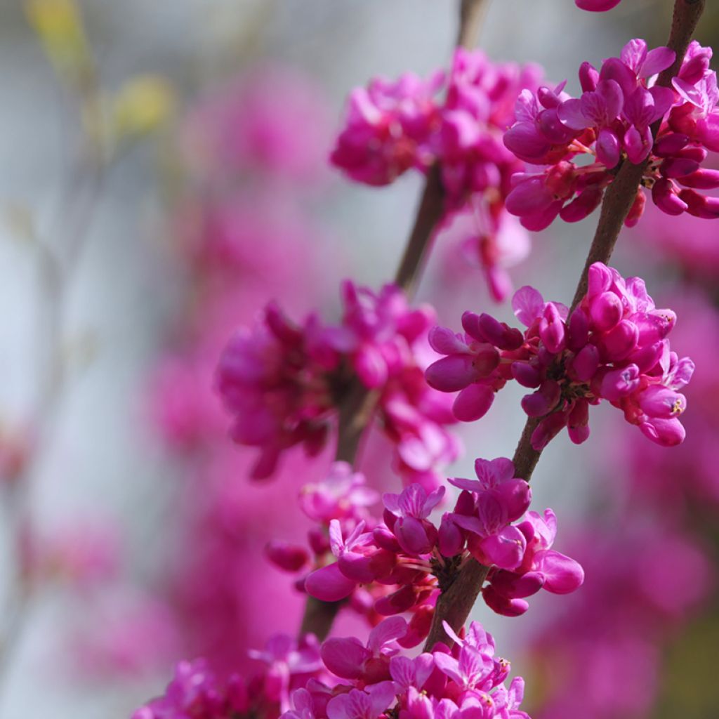 Graines d'Arbre de Judée - Cercis siliquastrum