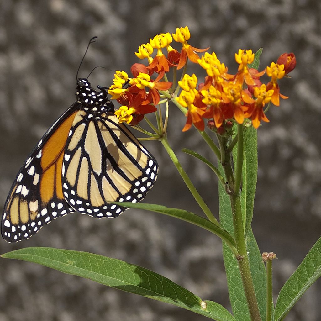 Graines d'Asclepias Red Butterfly - Asclépiade de Curaçao