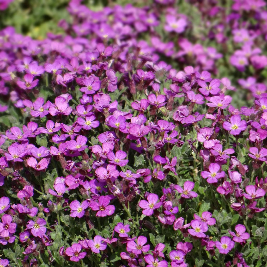 Graines d'Aubriète Leichtlinii rose