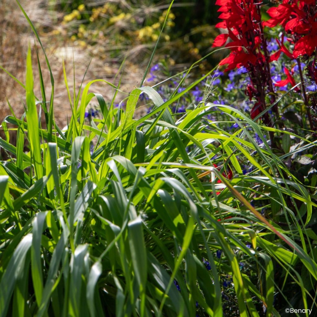 Graines d'Eragrostis spectabilis Snuggy - Herbe d'amour