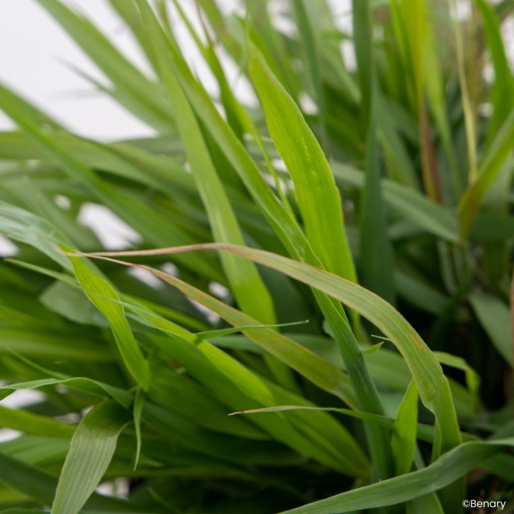 Graines d'Eragrostis spectabilis Snuggy - Herbe d'amour