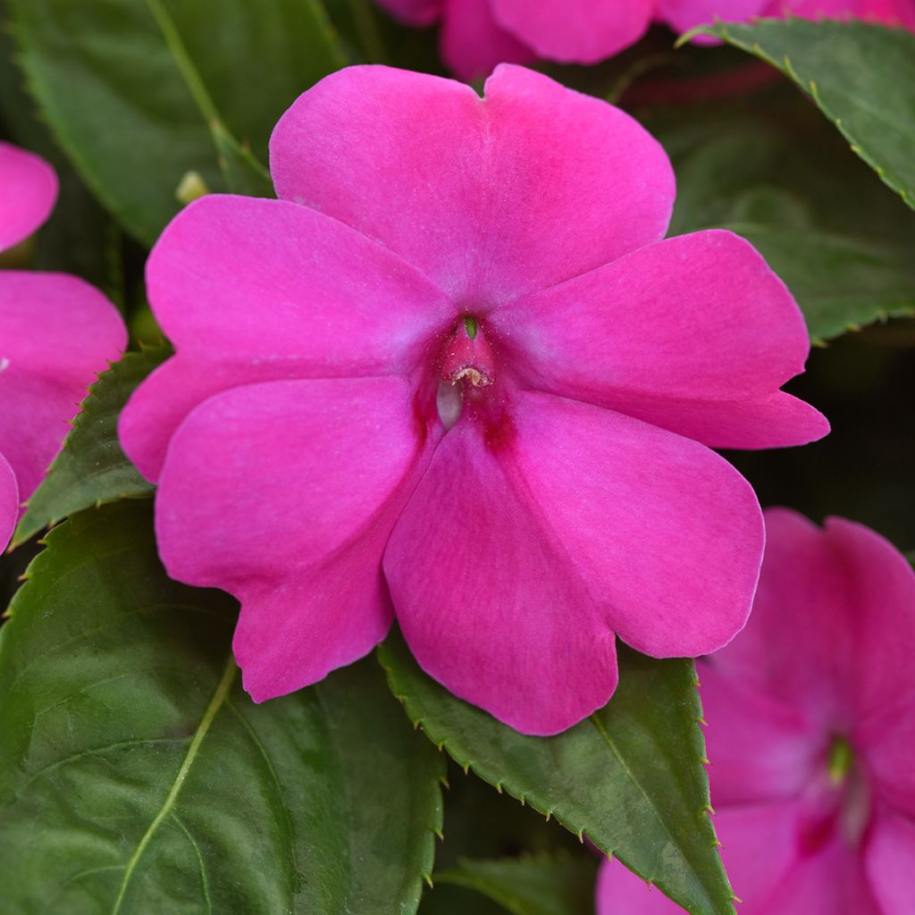 Graines d'Impatiens Solarscape XL Pink Jewel