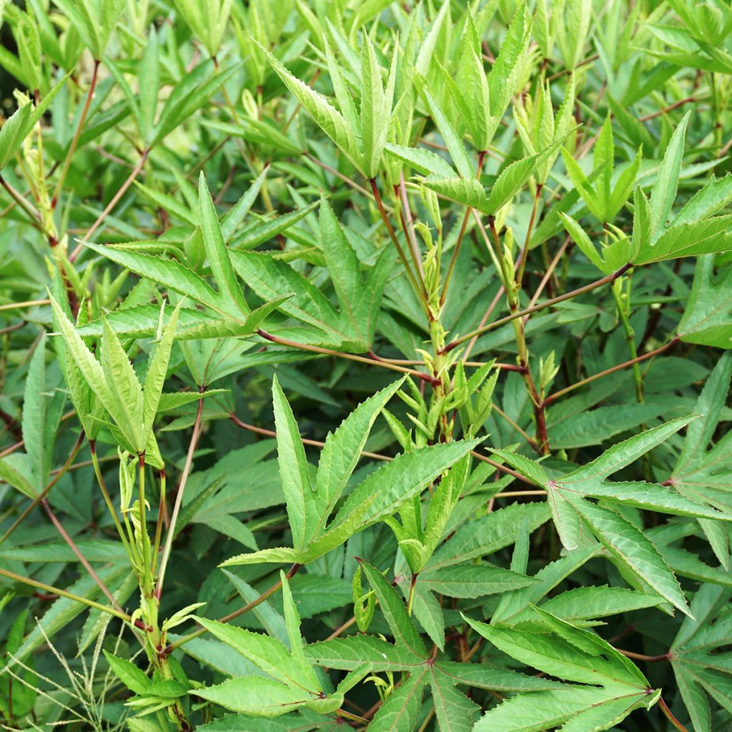 Graines d'Oseille de Guinée - Hibiscus sabdariffa 