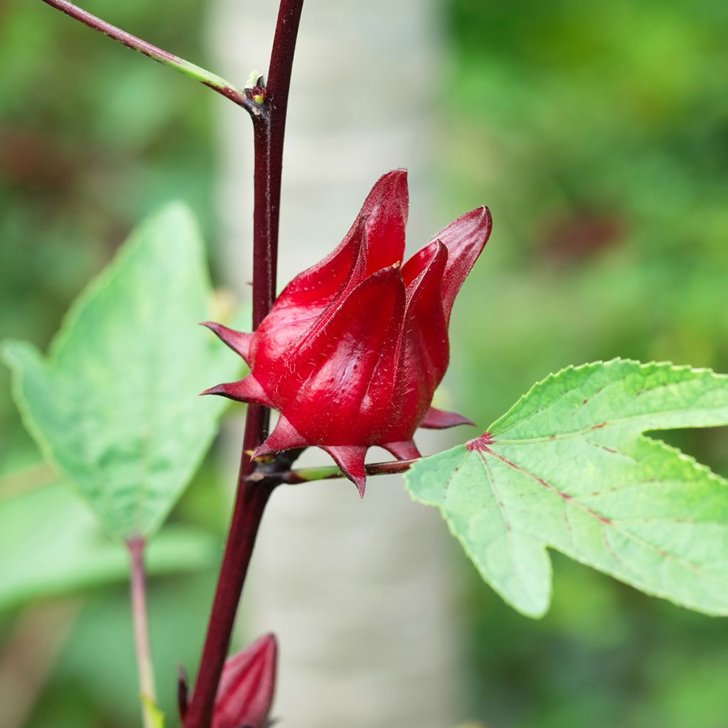 Graines d'Oseille de Guinée - Hibiscus sabdariffa 