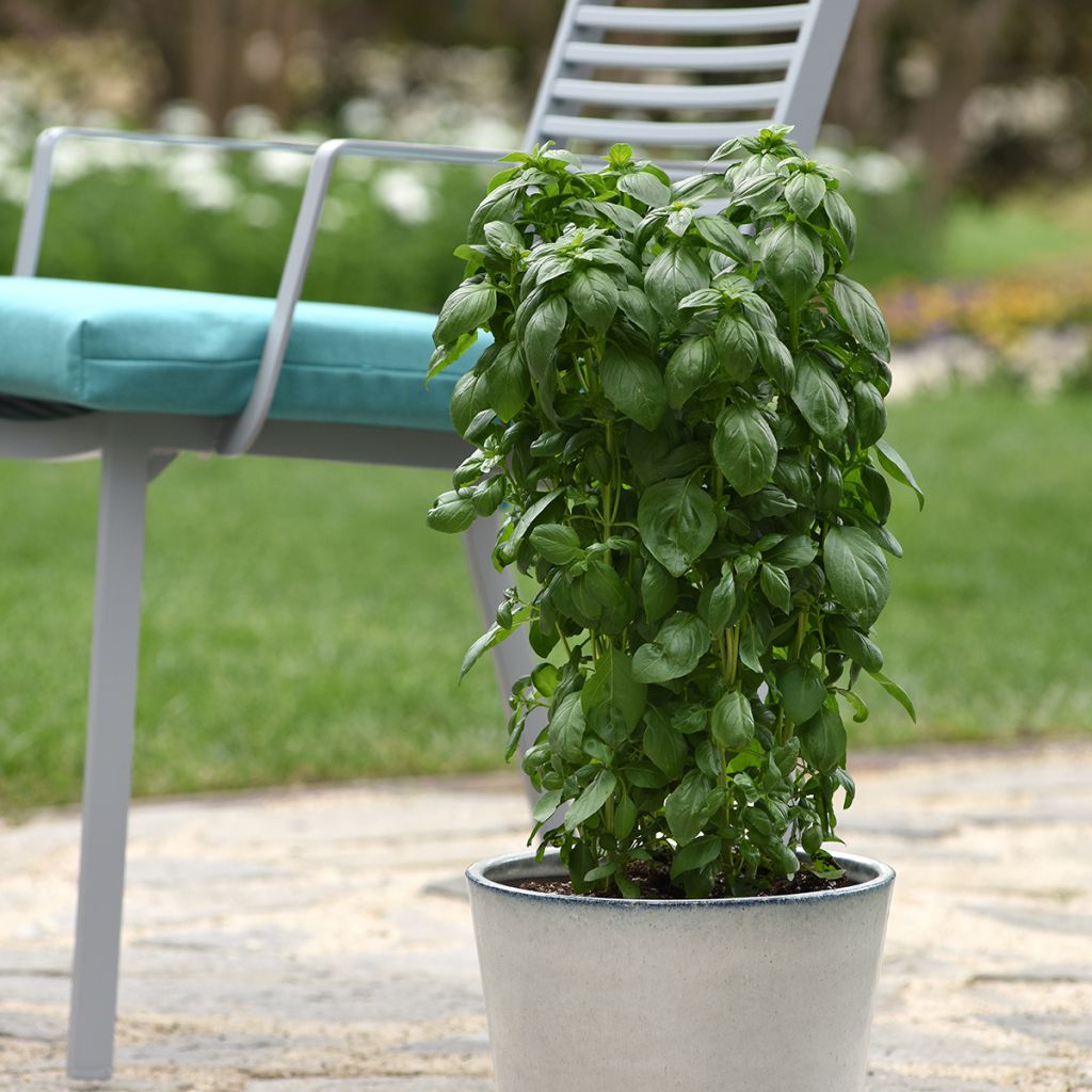 Basilic Everleaf Emerald Tower