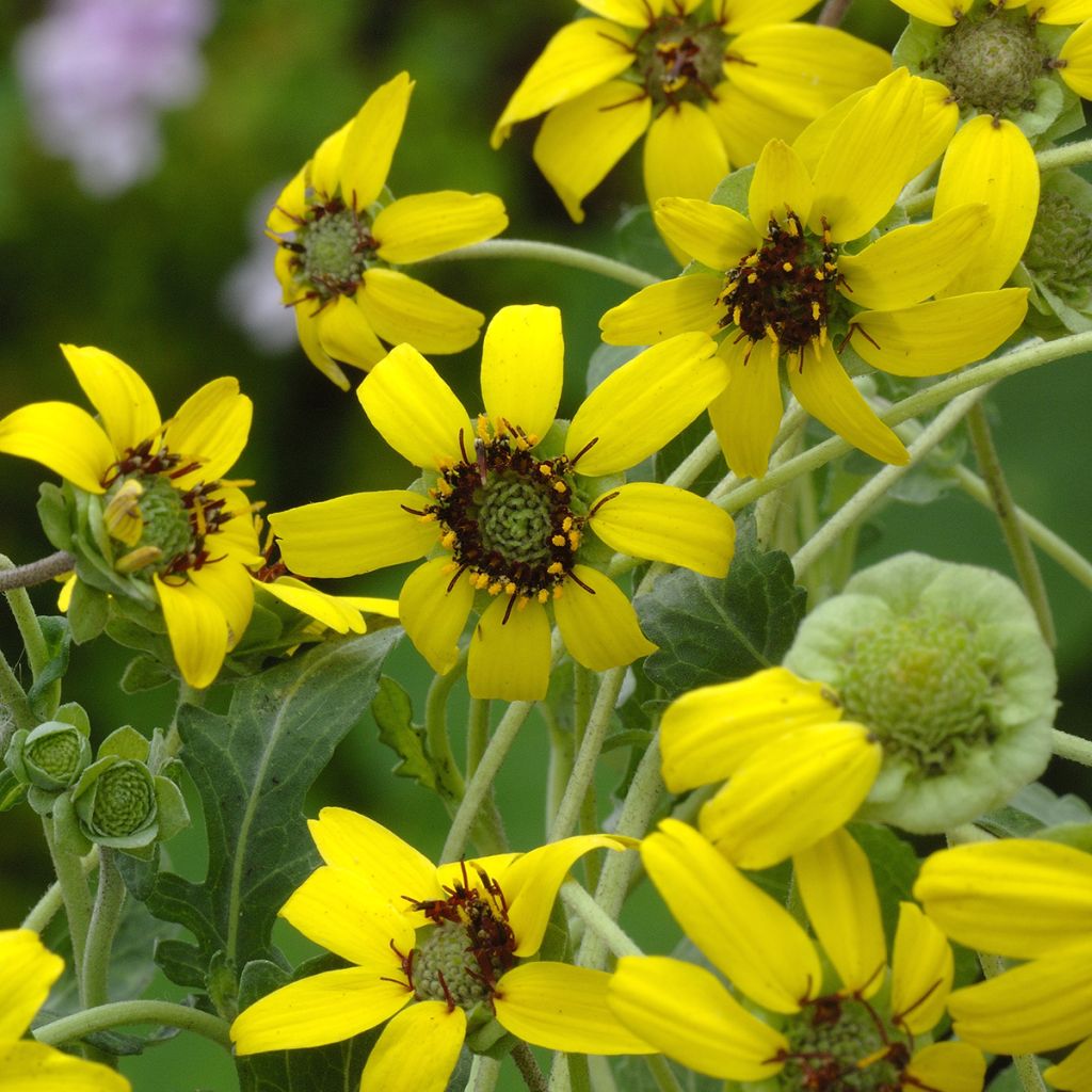 Graines de Berlandiera lyrata (Chocolate Daisy) - Goutte de chocolat