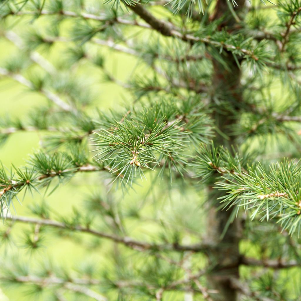 Graines de Cèdre du Liban - Cedrus libani