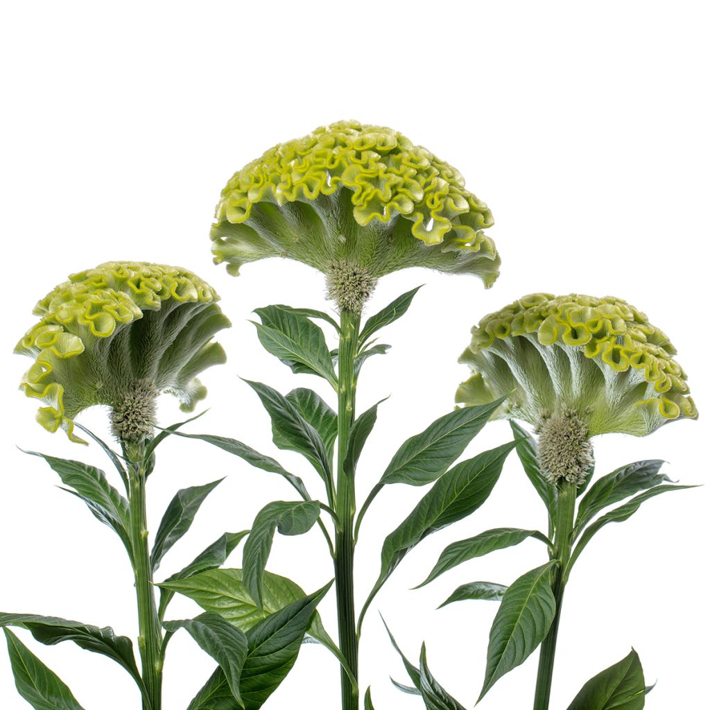 Graines de Célosie crête-de-coq Act Verda (Green)